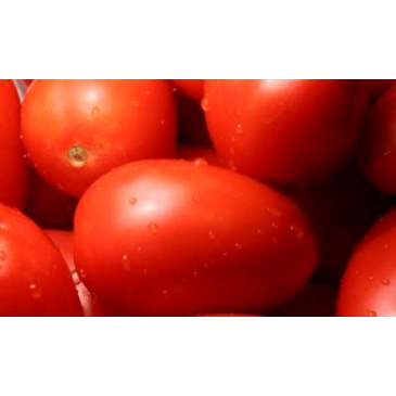 Buy Rangeela, Tamatri Online